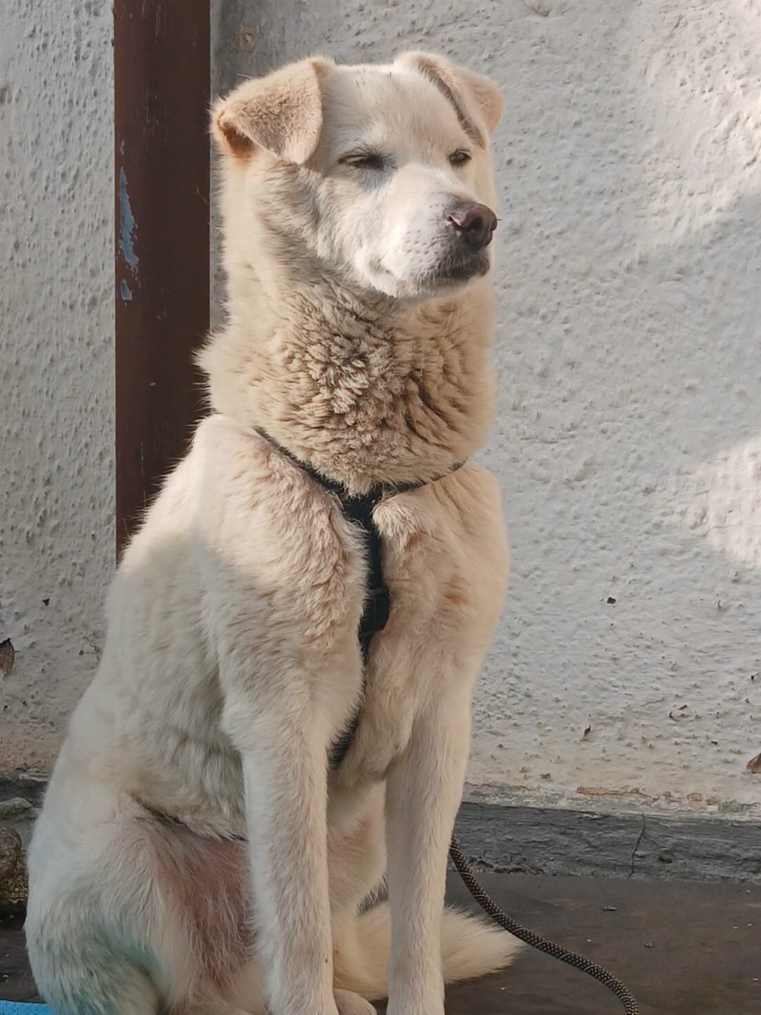 Found Dog in Germany