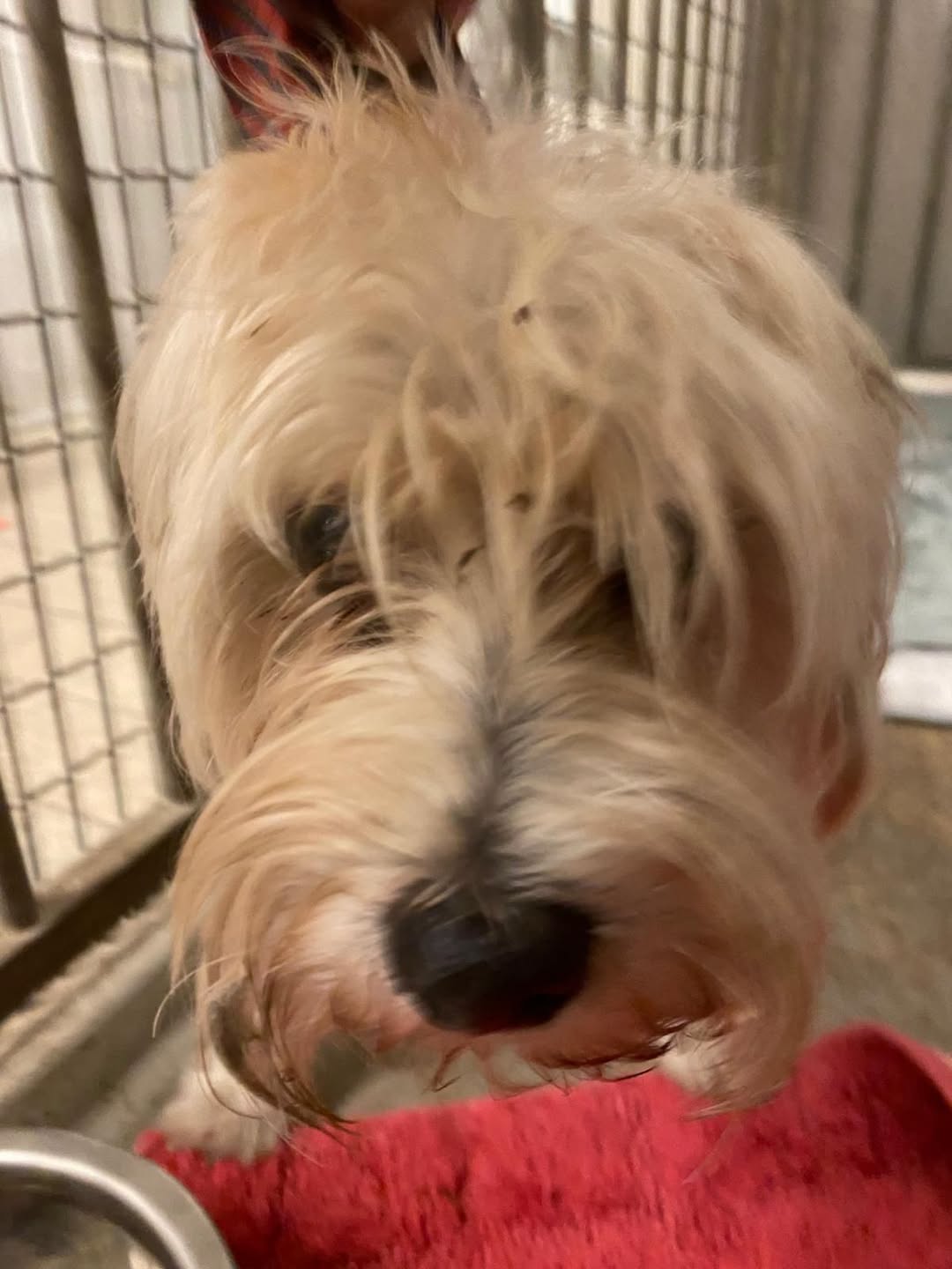 Found Dog in Holtkamp