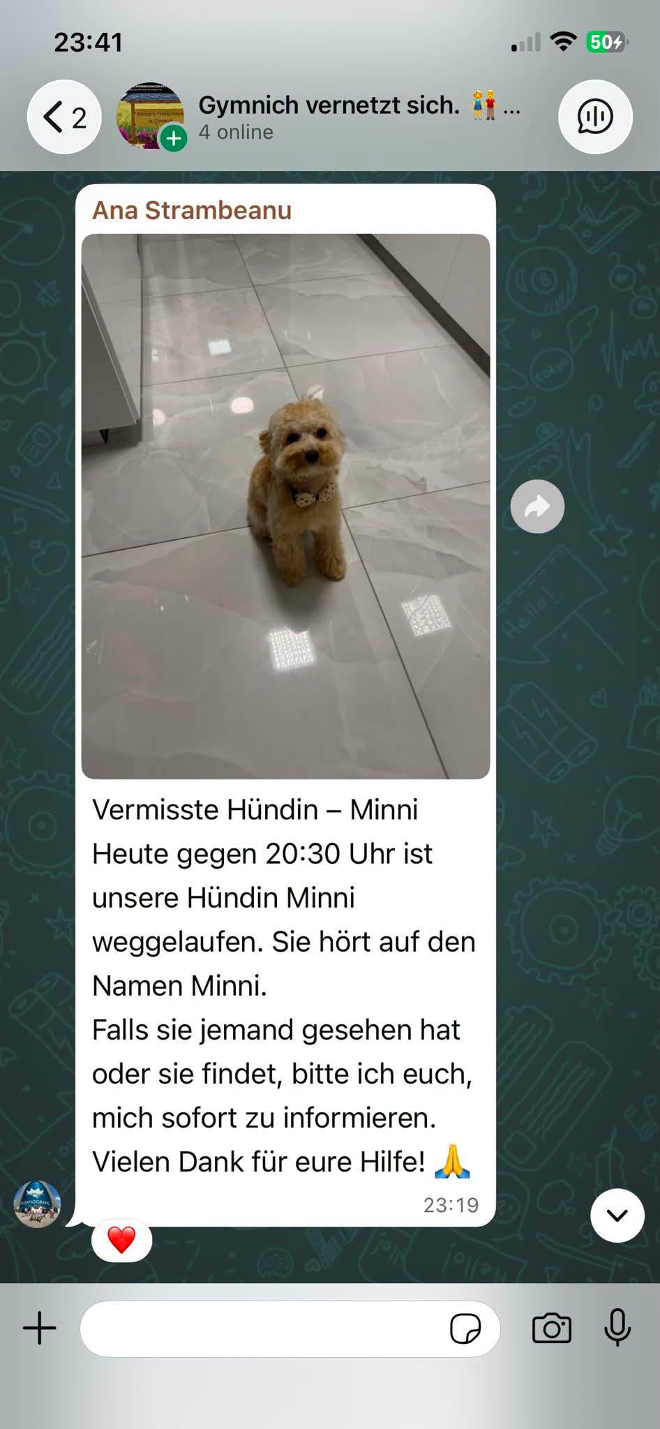Lost Dog in Erftstadt