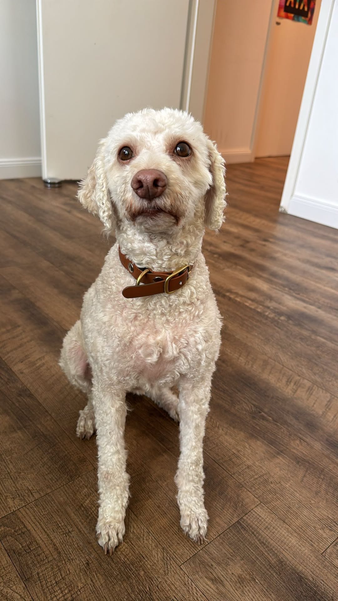 Lost Dog in Berlin