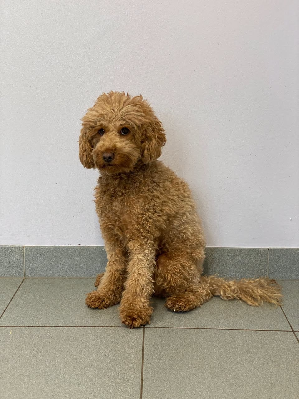Lost Dog in Purkersdorf