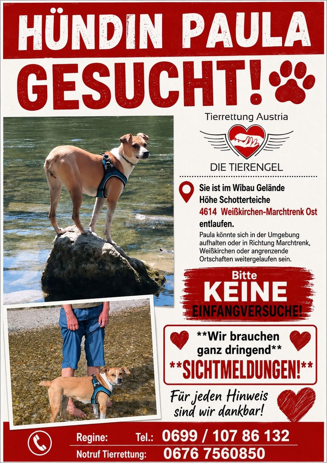 Lost Dog in WeißKirchen An Der Traun