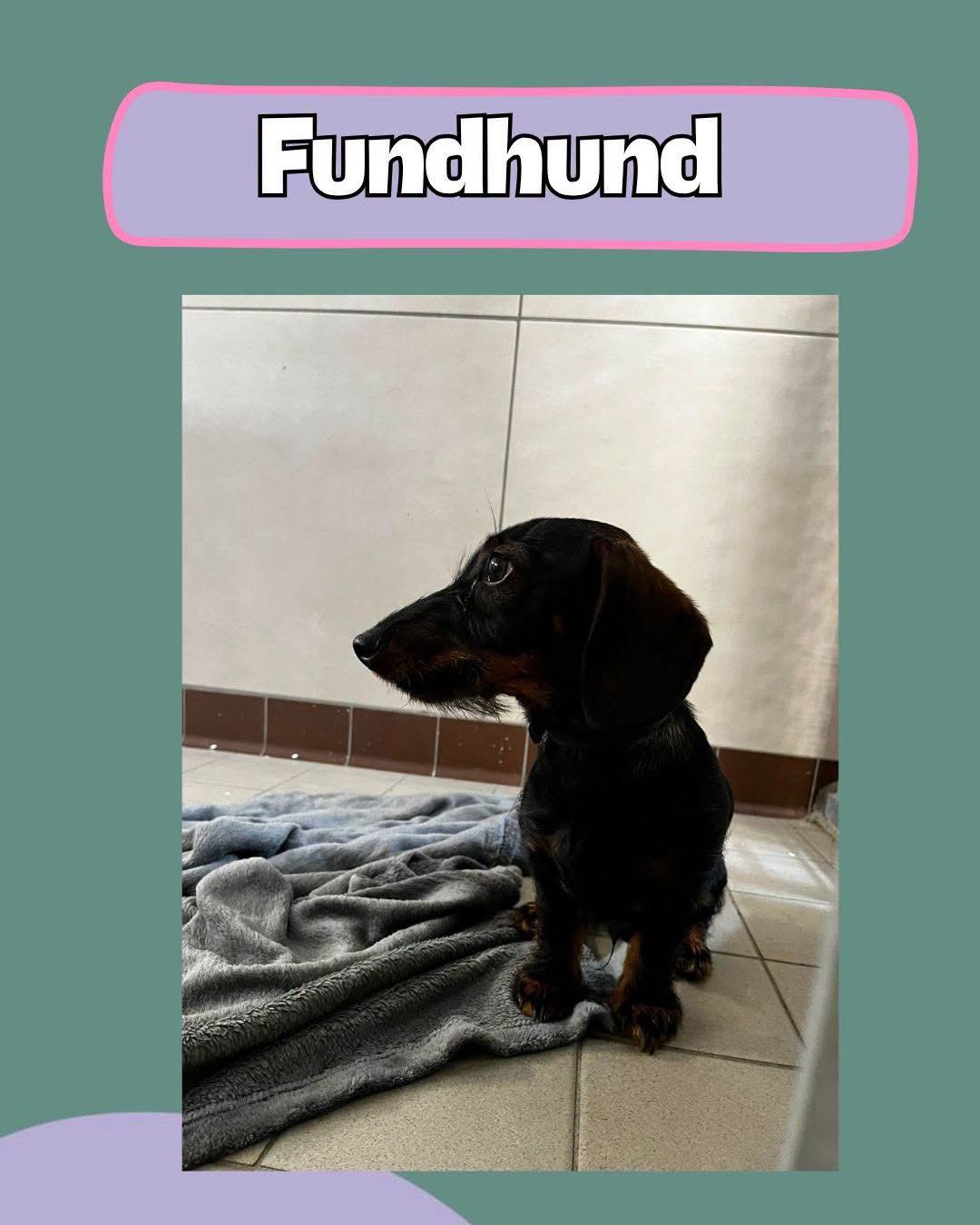 Found Dog in Germany