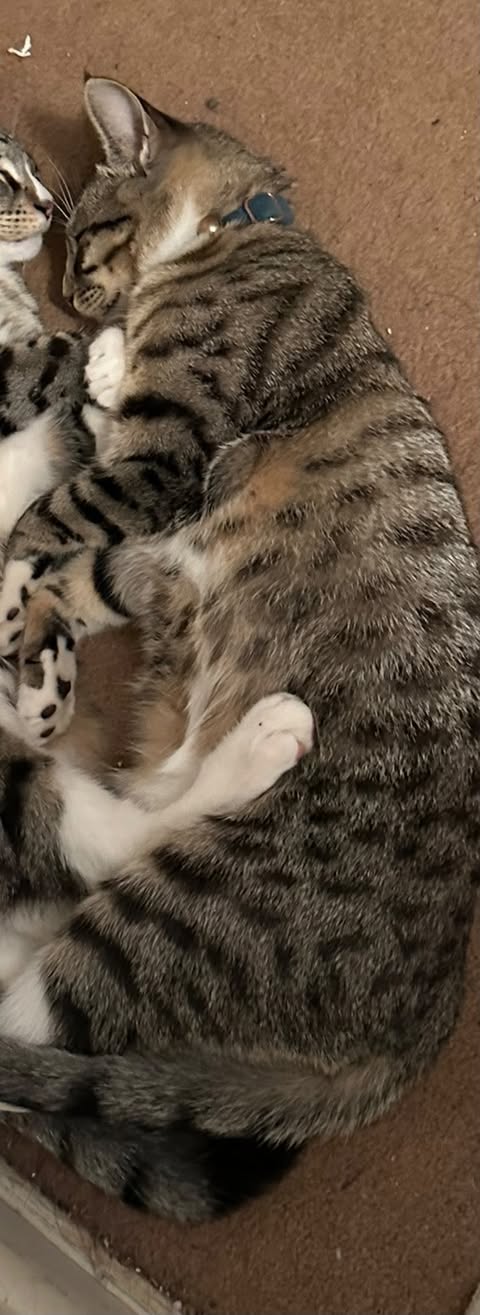 Lost Cat in Hurst