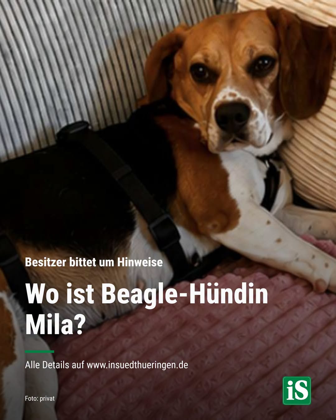 Lost dog