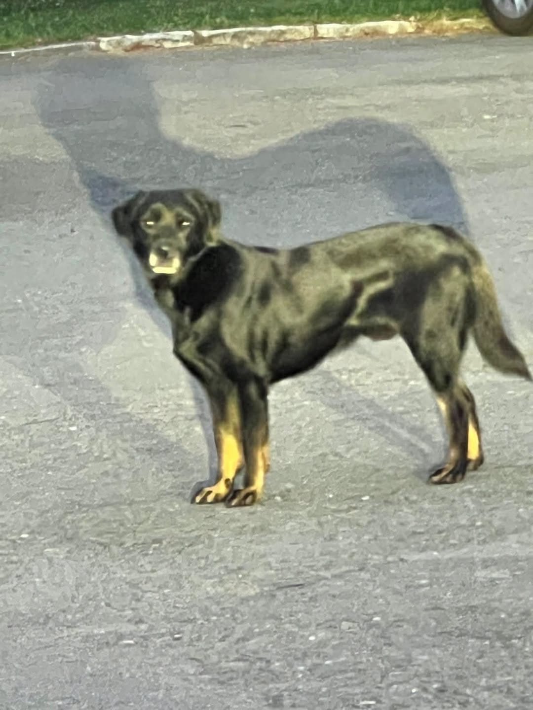 Found dog