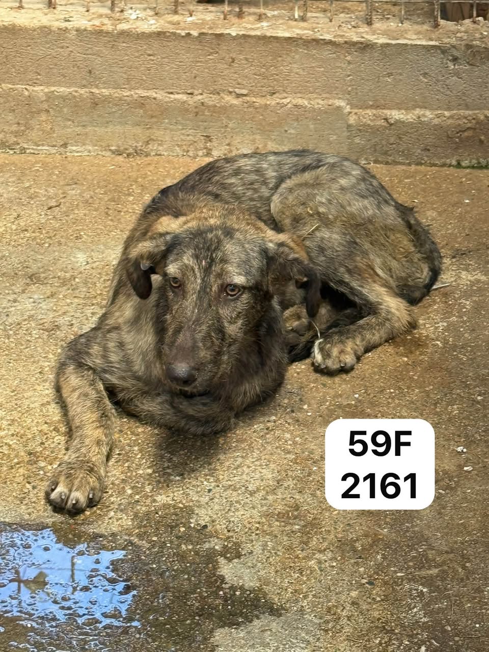 Found Dog in TâRgu Jiu