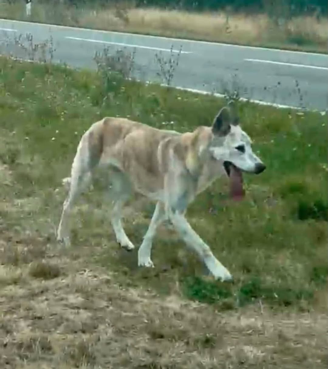 Found Dog in Monsheim