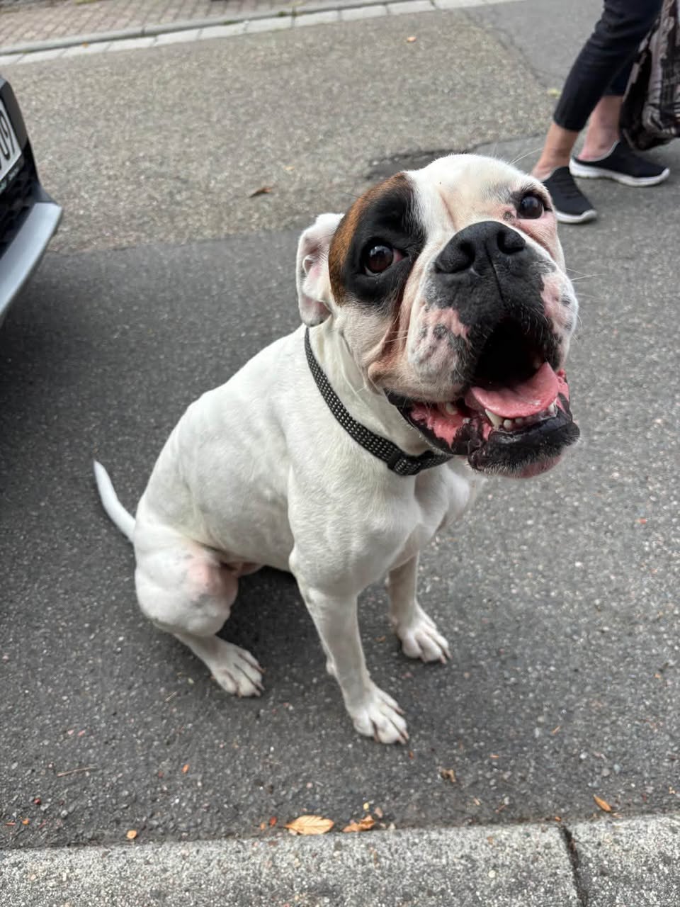 Found Dog in NußLoch