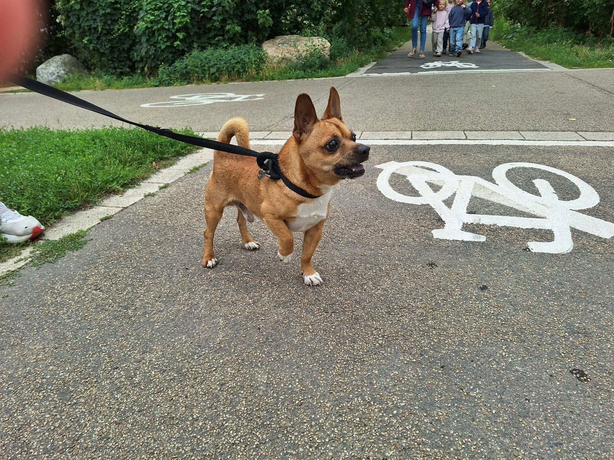 Found Dog in Germany