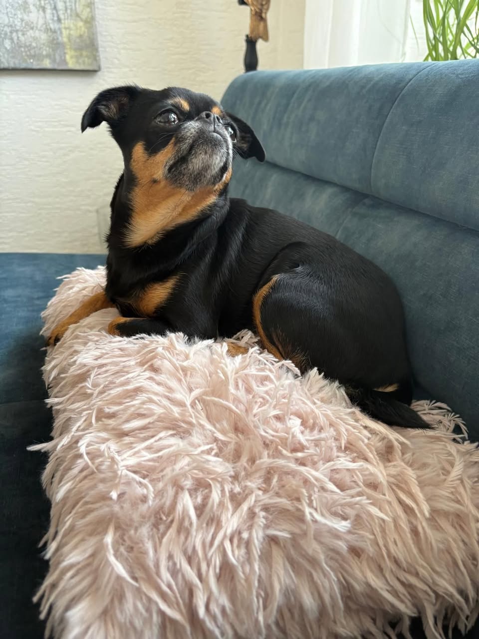Lost Dog in Dortmund