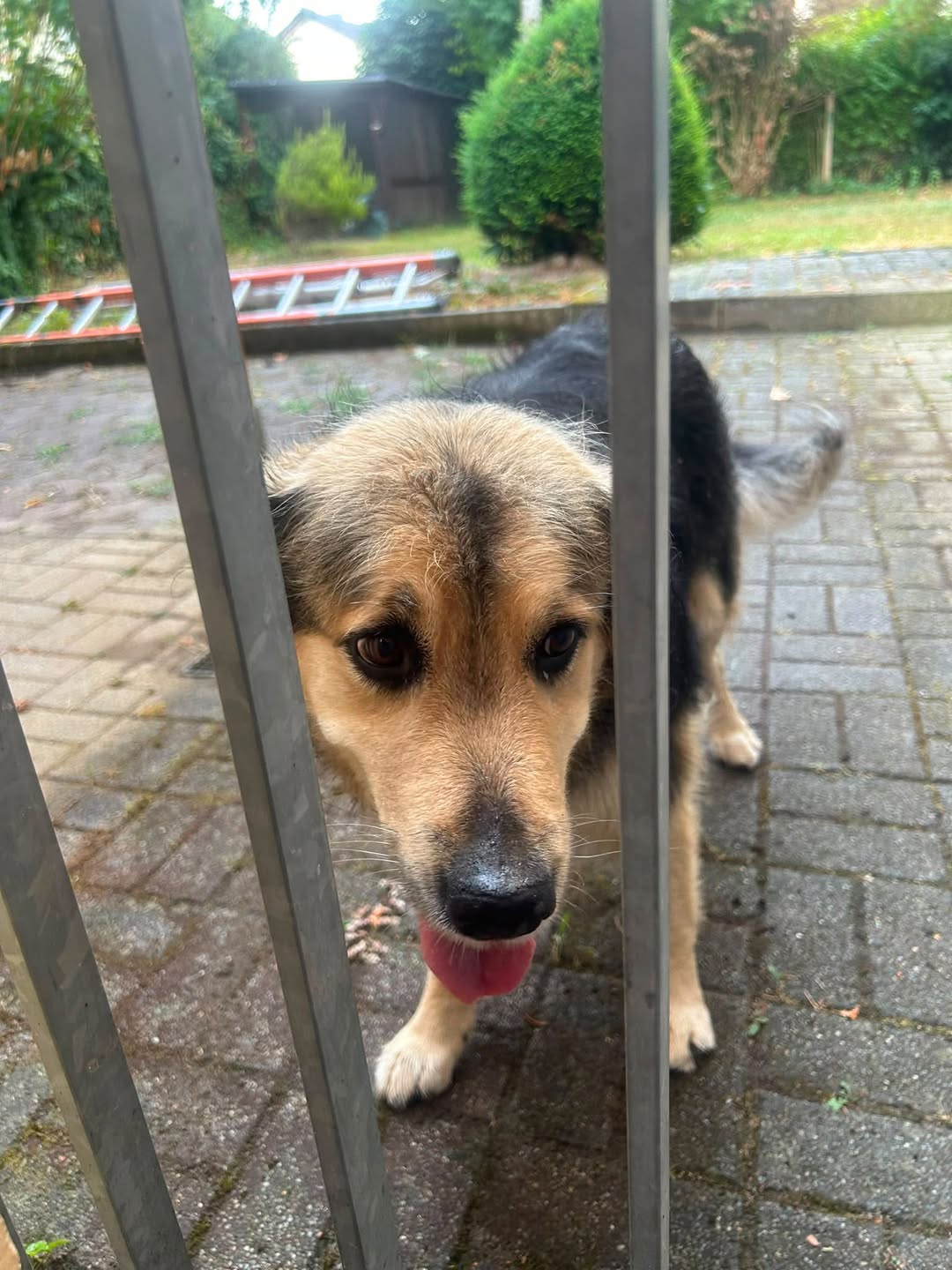 Found Dog in Alemannenstrasse