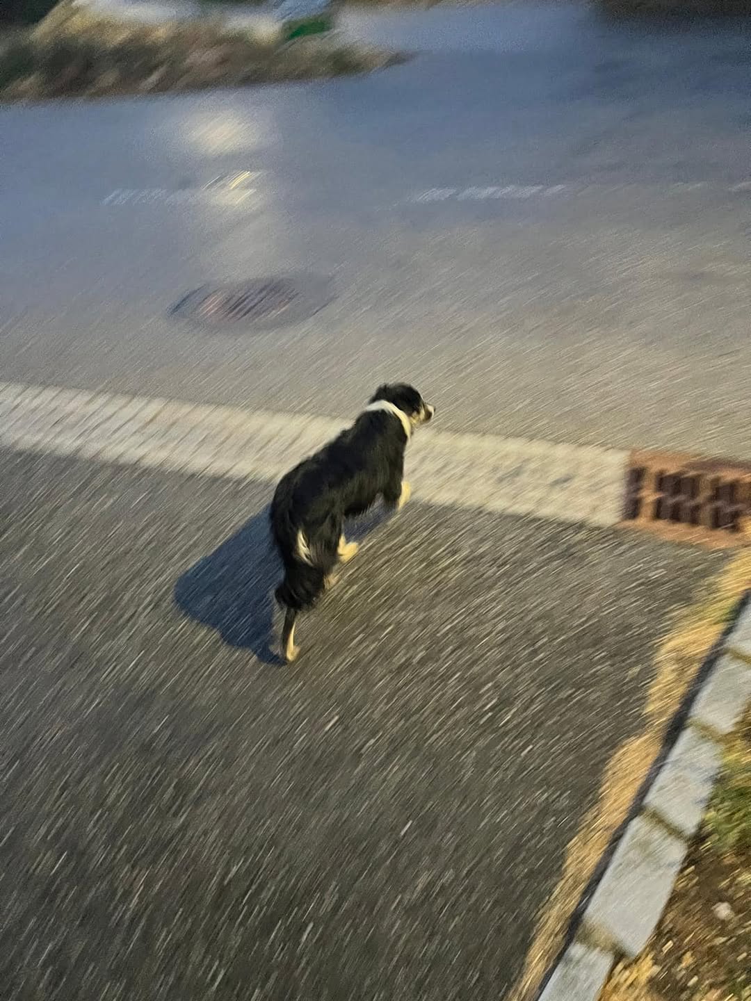 Found dog