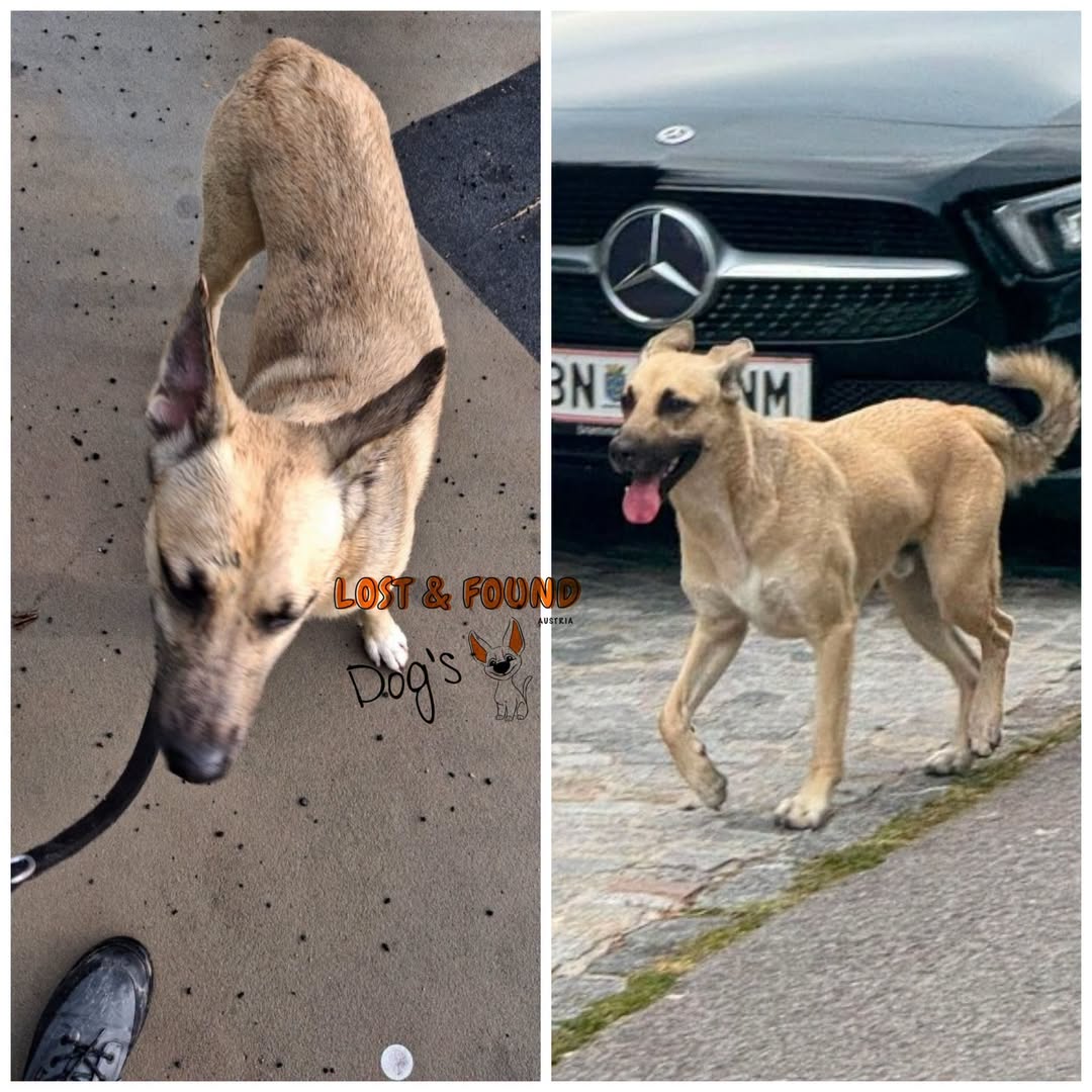 Lost Dog in Oberwaltersdorf