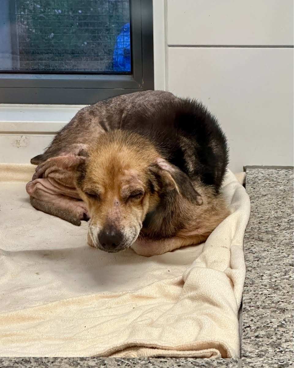 Found Dog in Germany