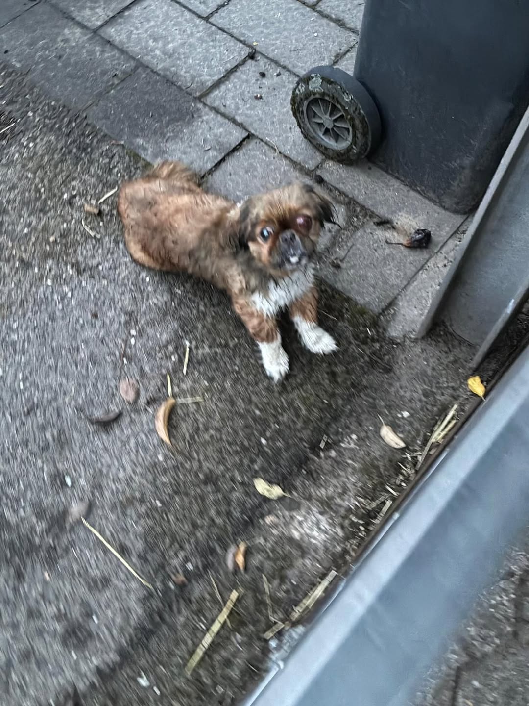 Found Dog in Datteln