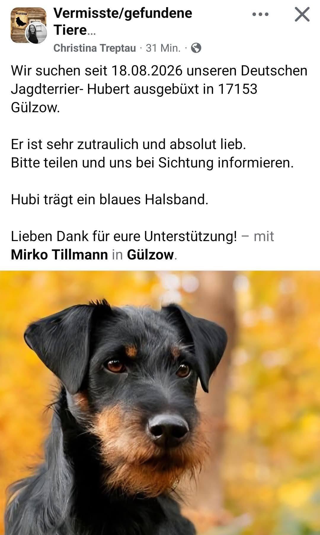 Lost Dog in Germany