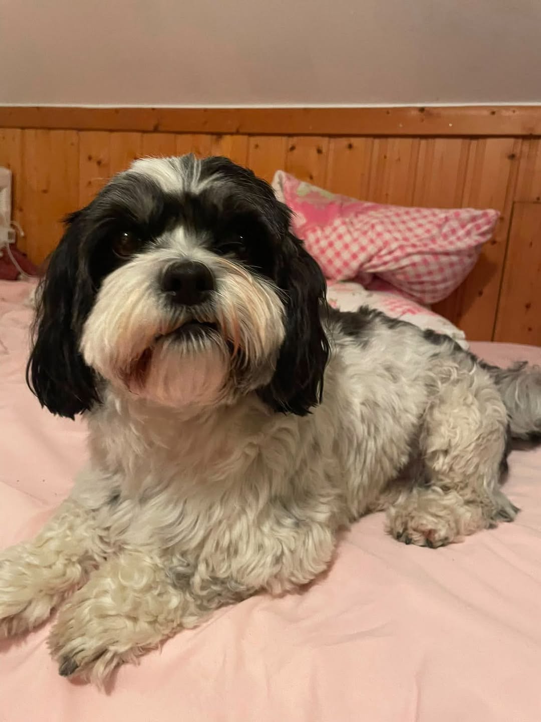 Lost Dog in Gengenbach