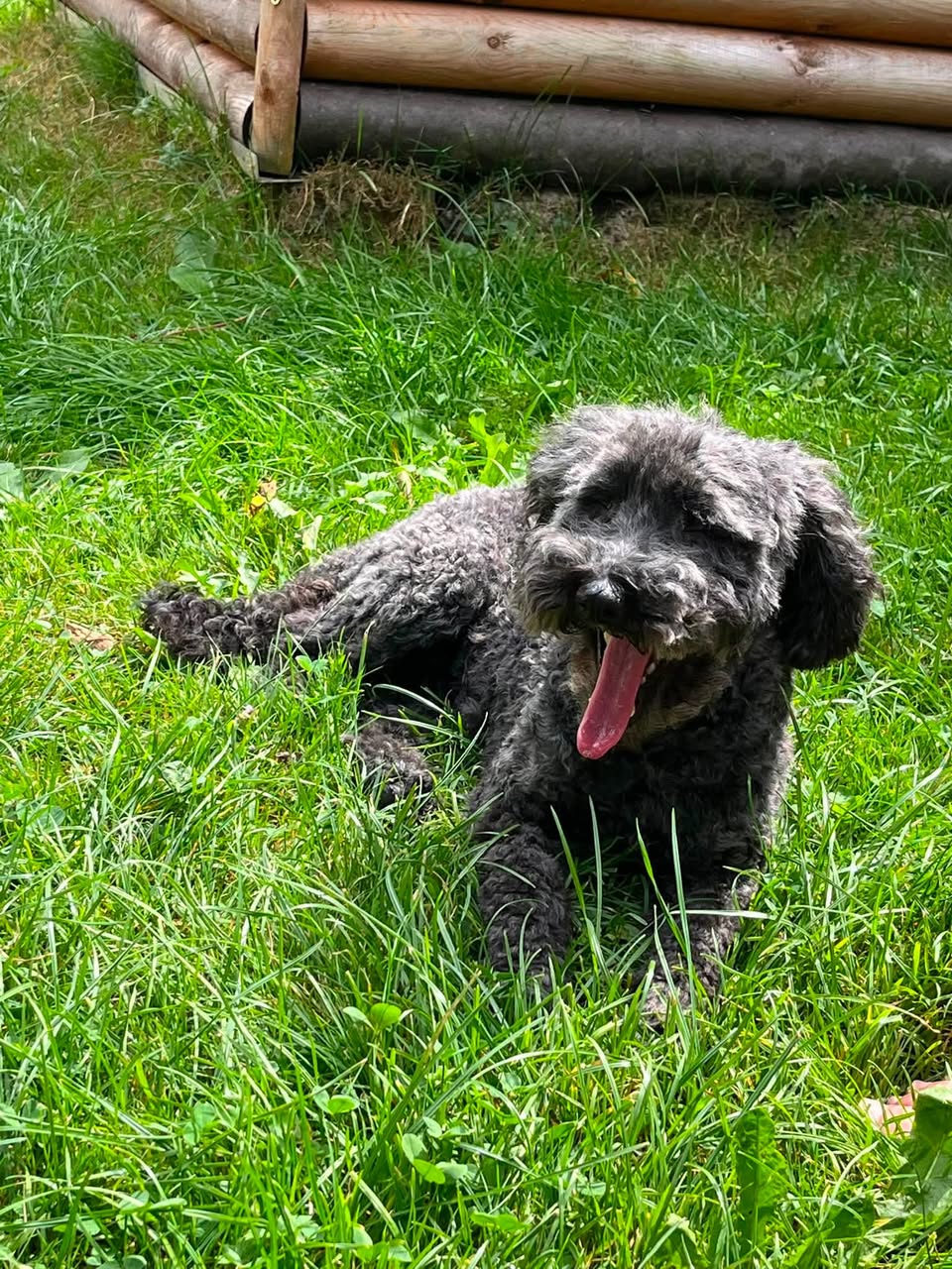 Lost Dog in Germany