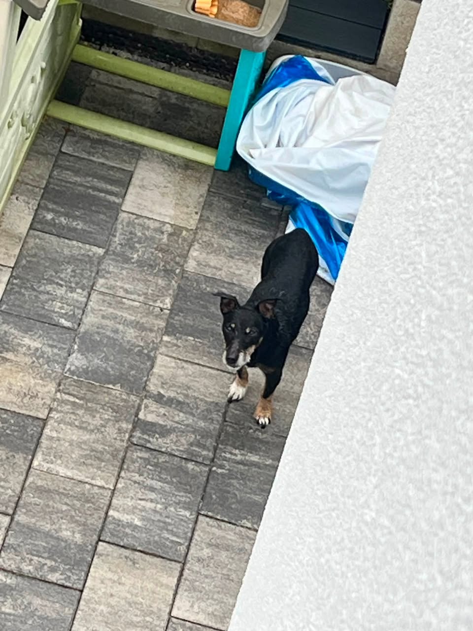 Found Dog in Neustadt An Der Waldnaab