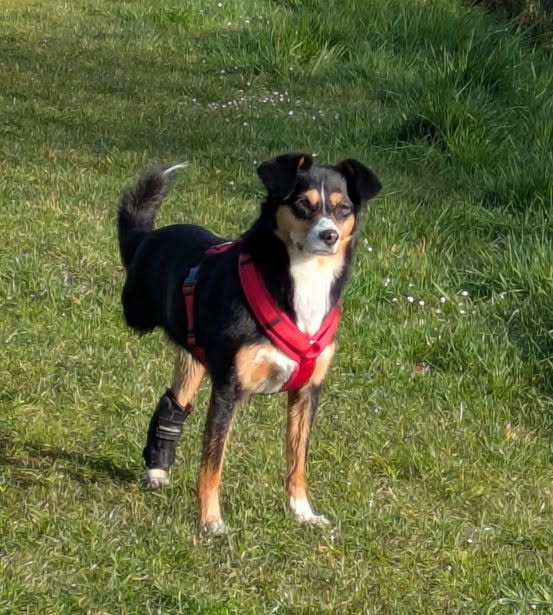 Lost Dog in Germany