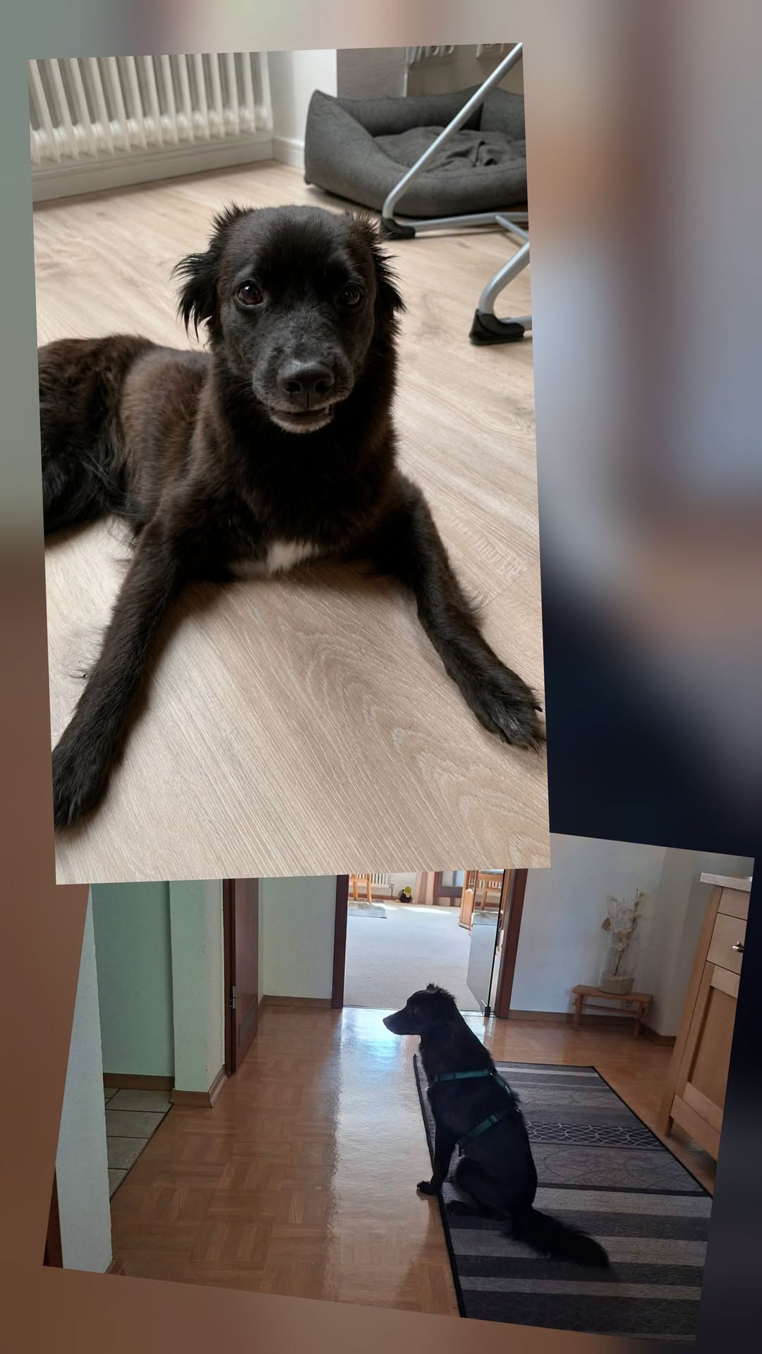 Lost Dog in Germany