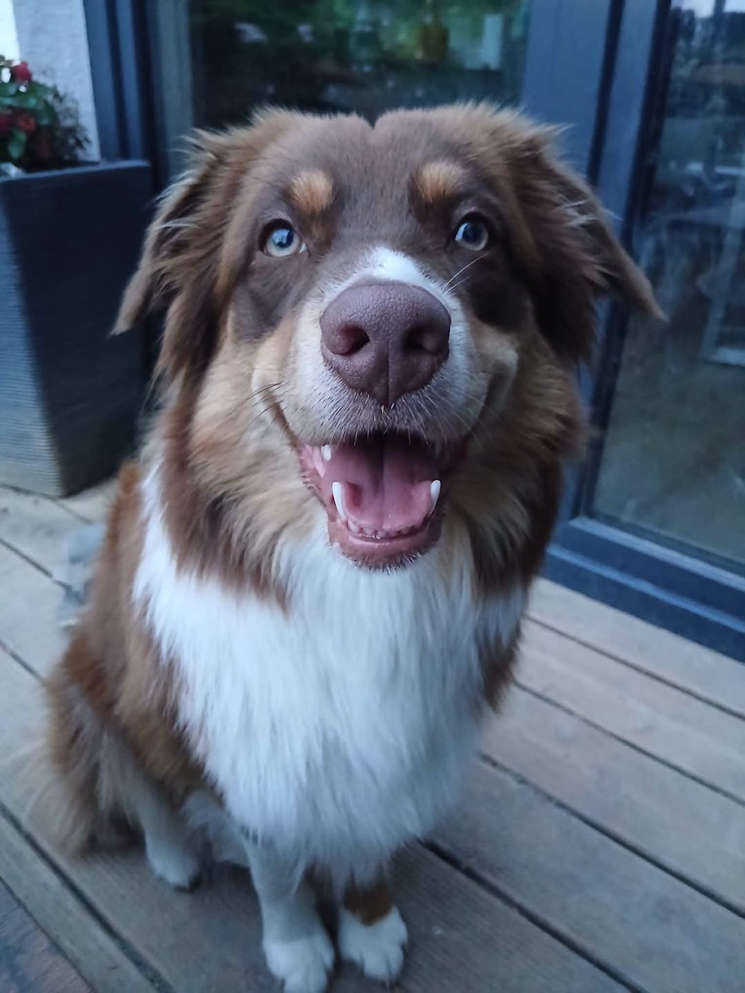 Lost Dog in Spiekerhausen