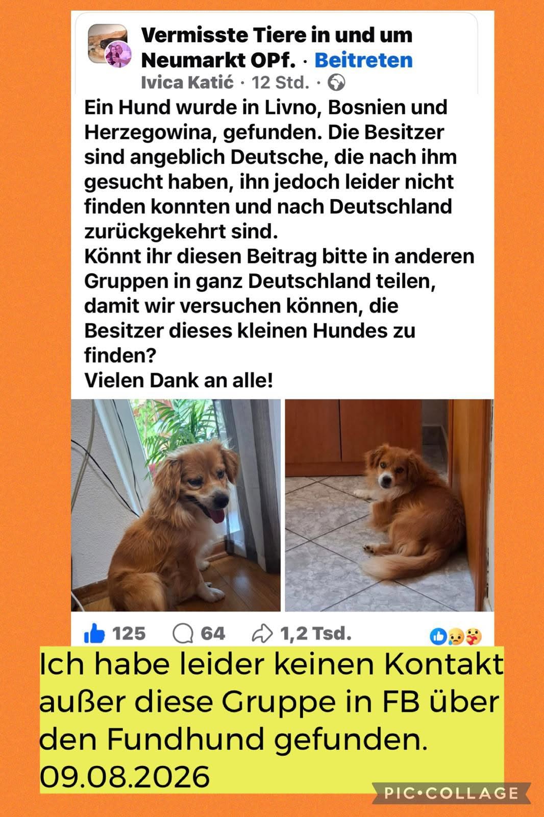 Found Dog in Livno