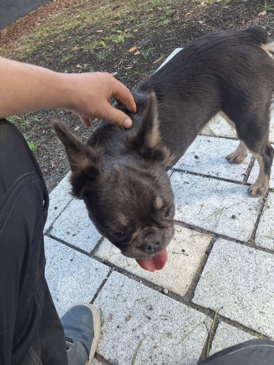 Found Dog in Pocking