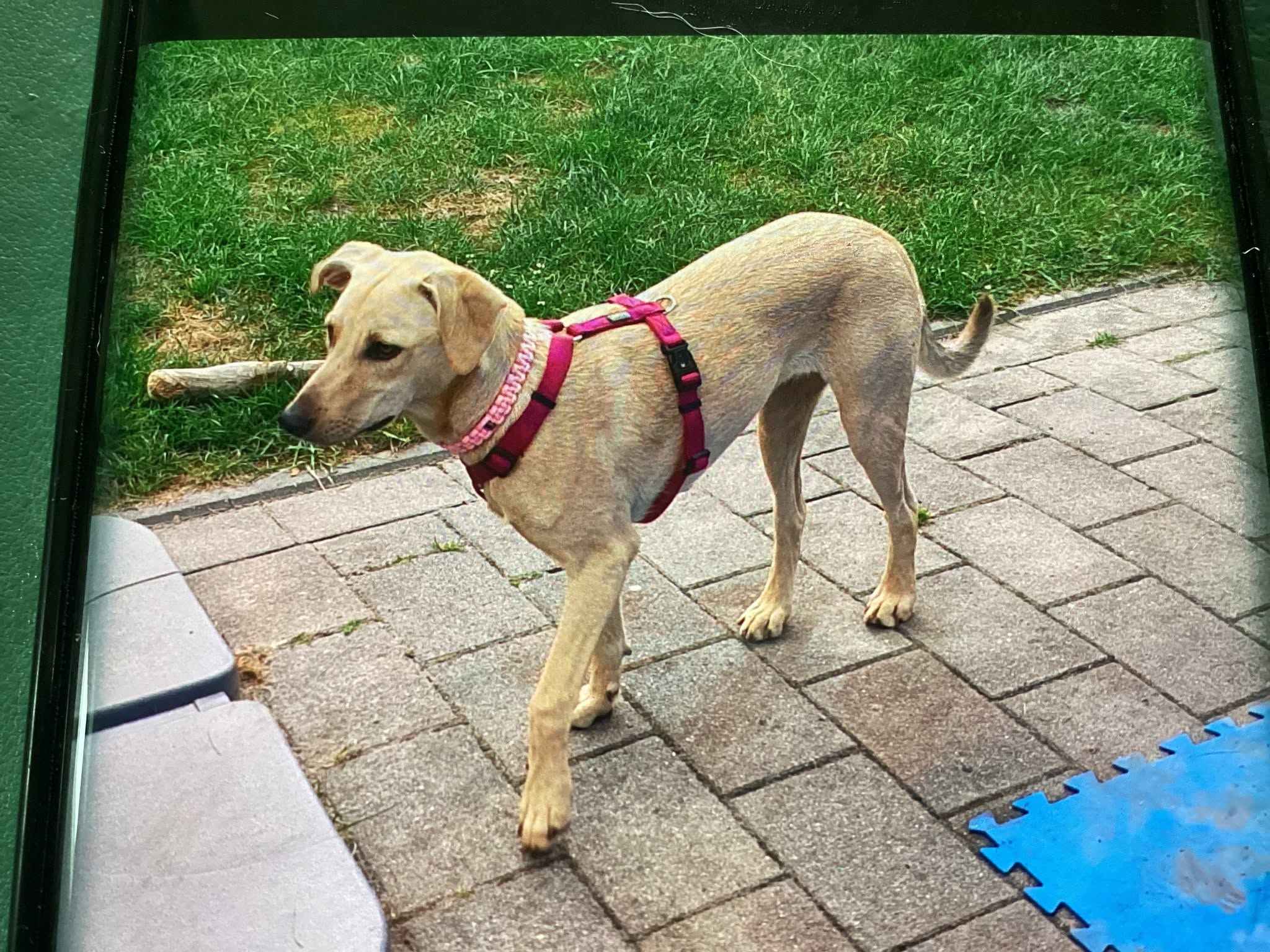 Found Dog in Germany