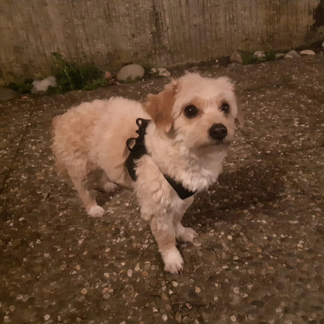 Found Dog in Germany
