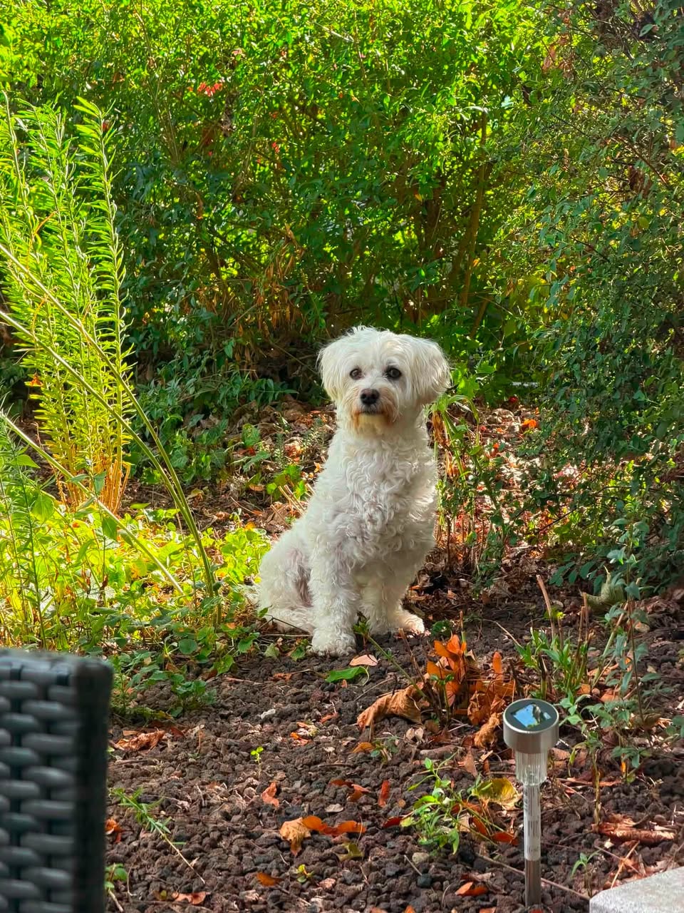 Lost Dog in Germany