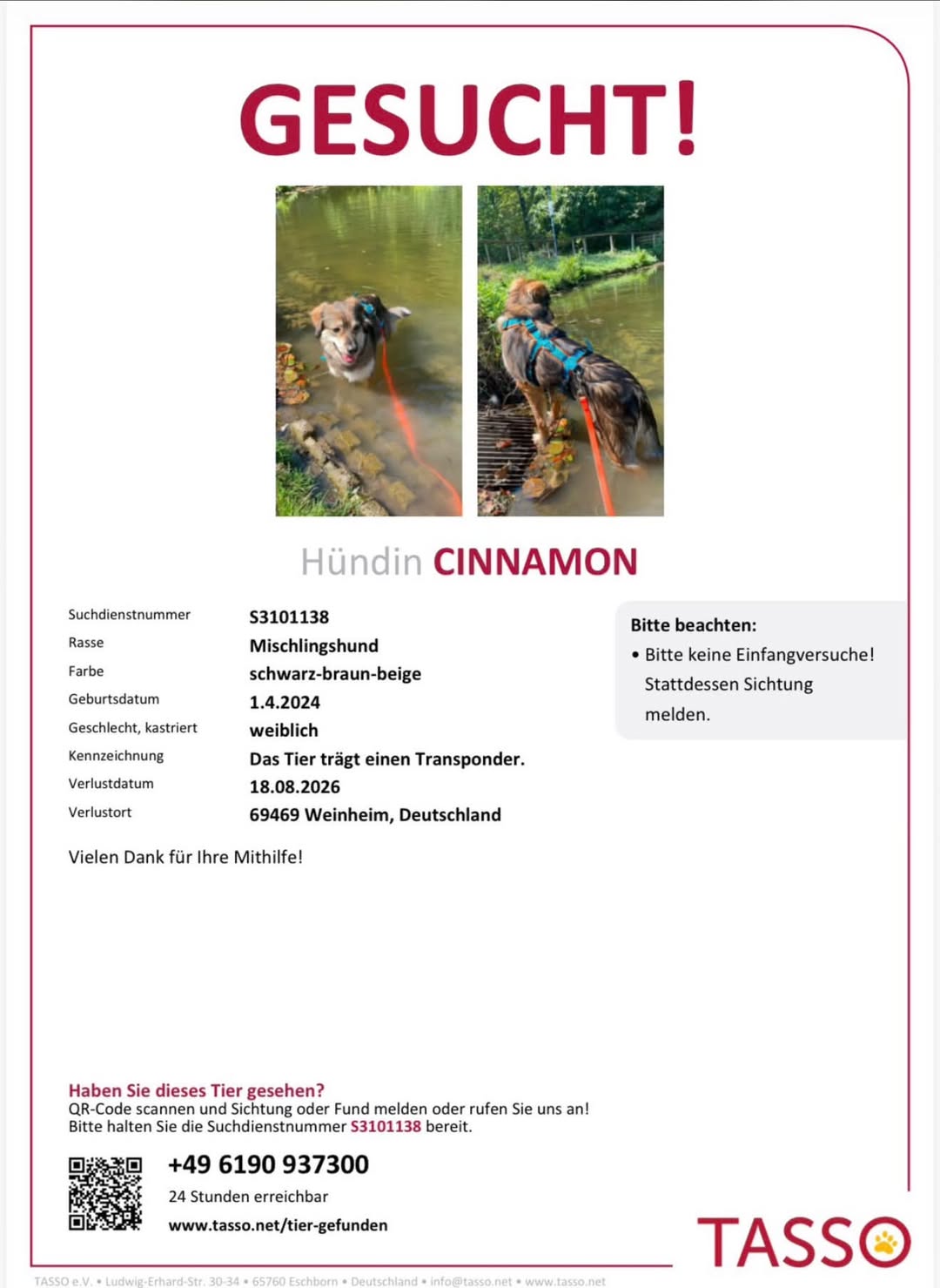 Lost Dog in Germany