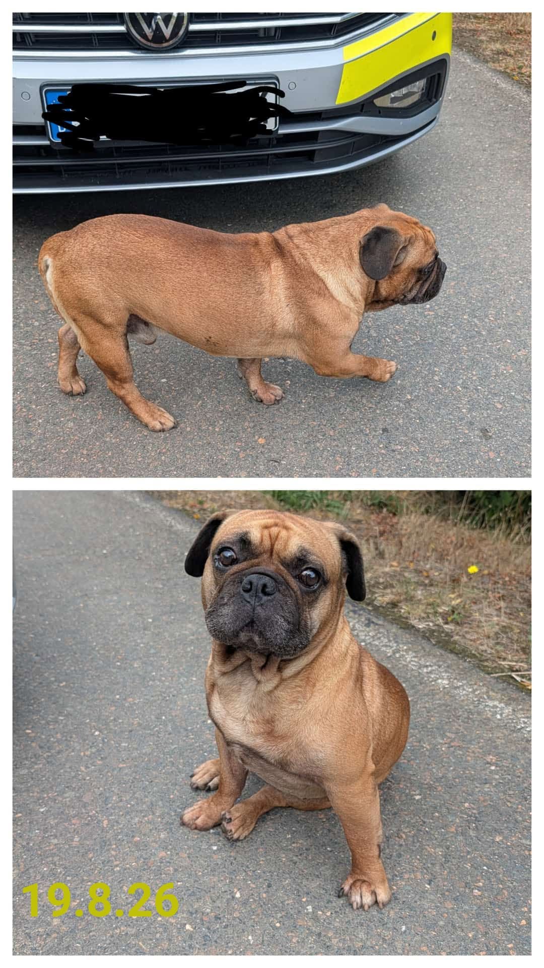 Found Dog in Audigast
