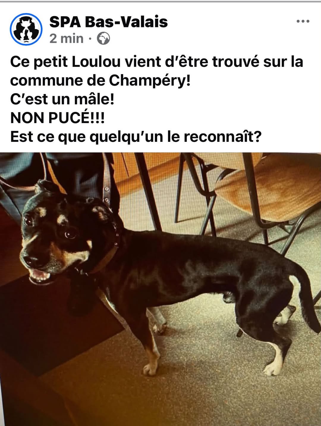 Found dog