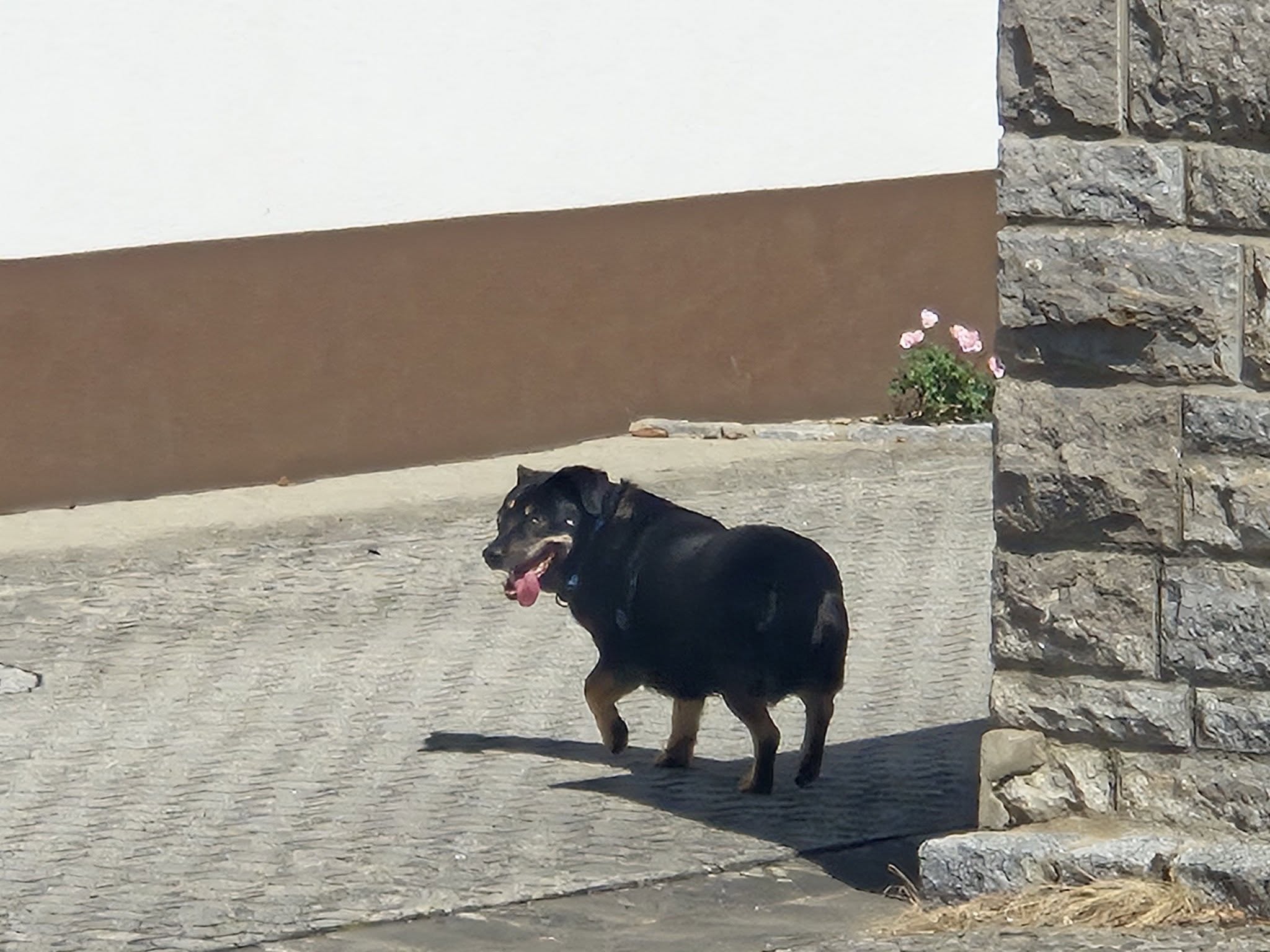 Found Dog in Euerbach
