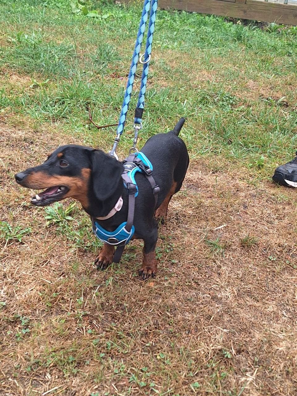 Found Dog in Thale
