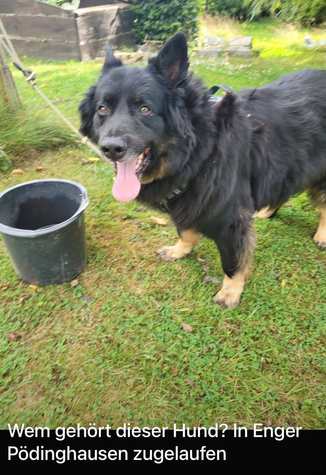Found Dog in Enger