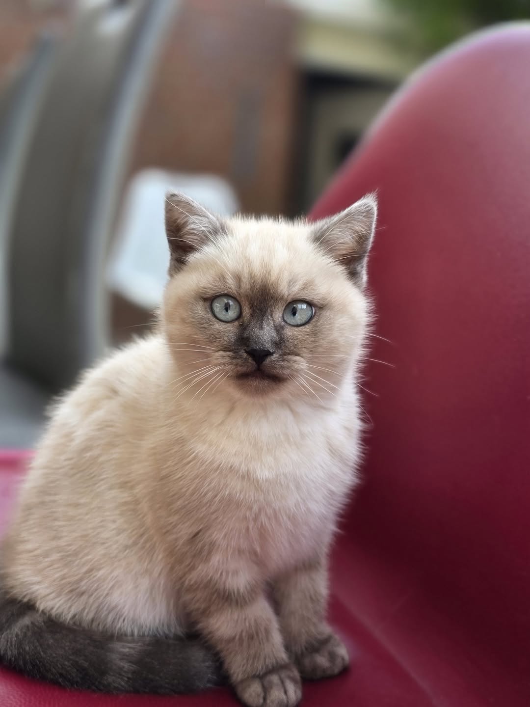 Lost cat