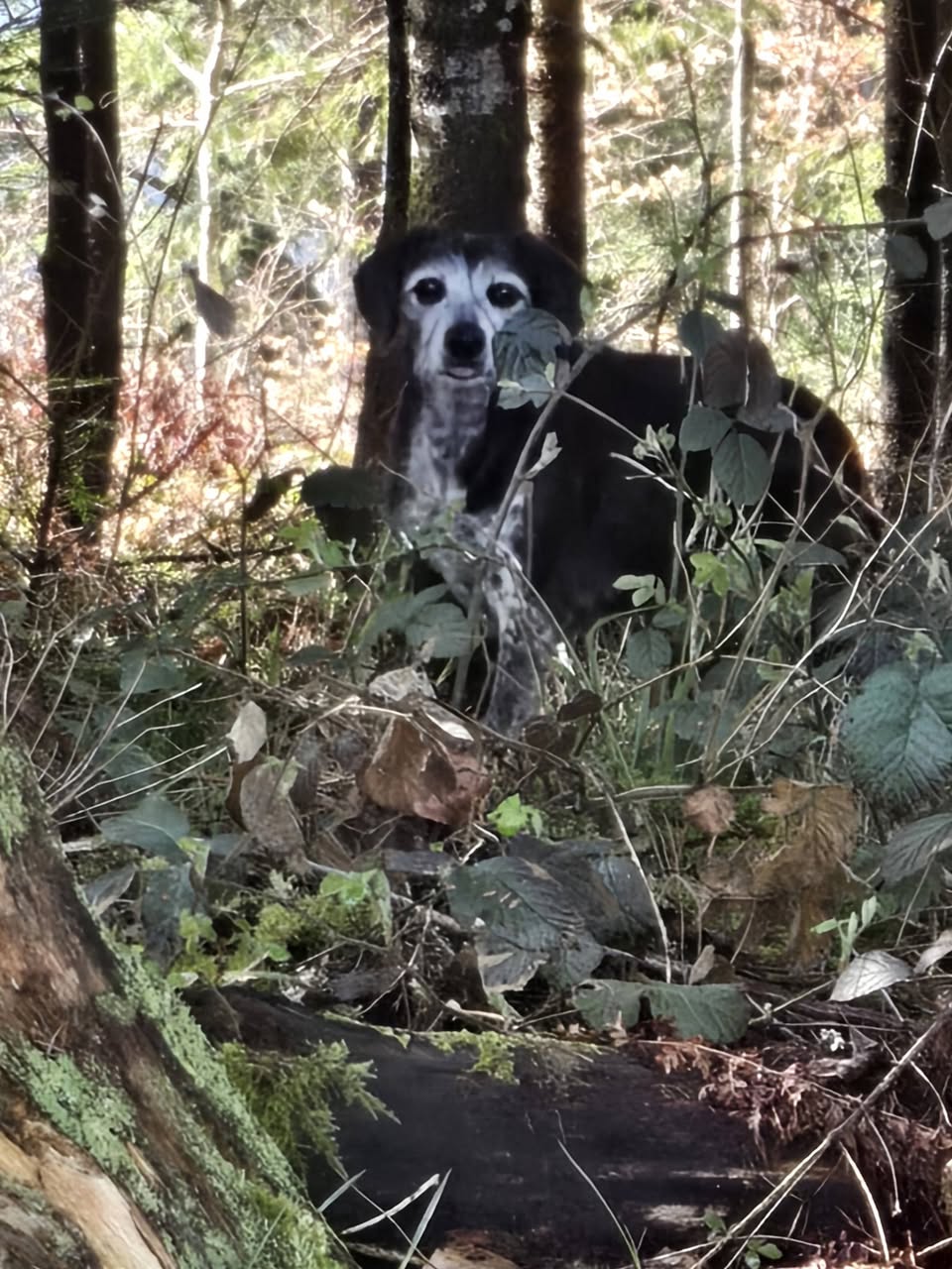 Lost Dog in Haslach