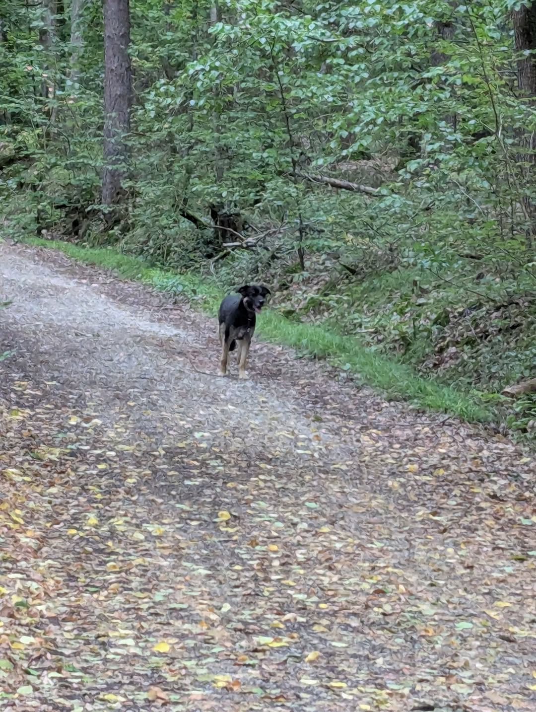 Found Dog in Forchheim