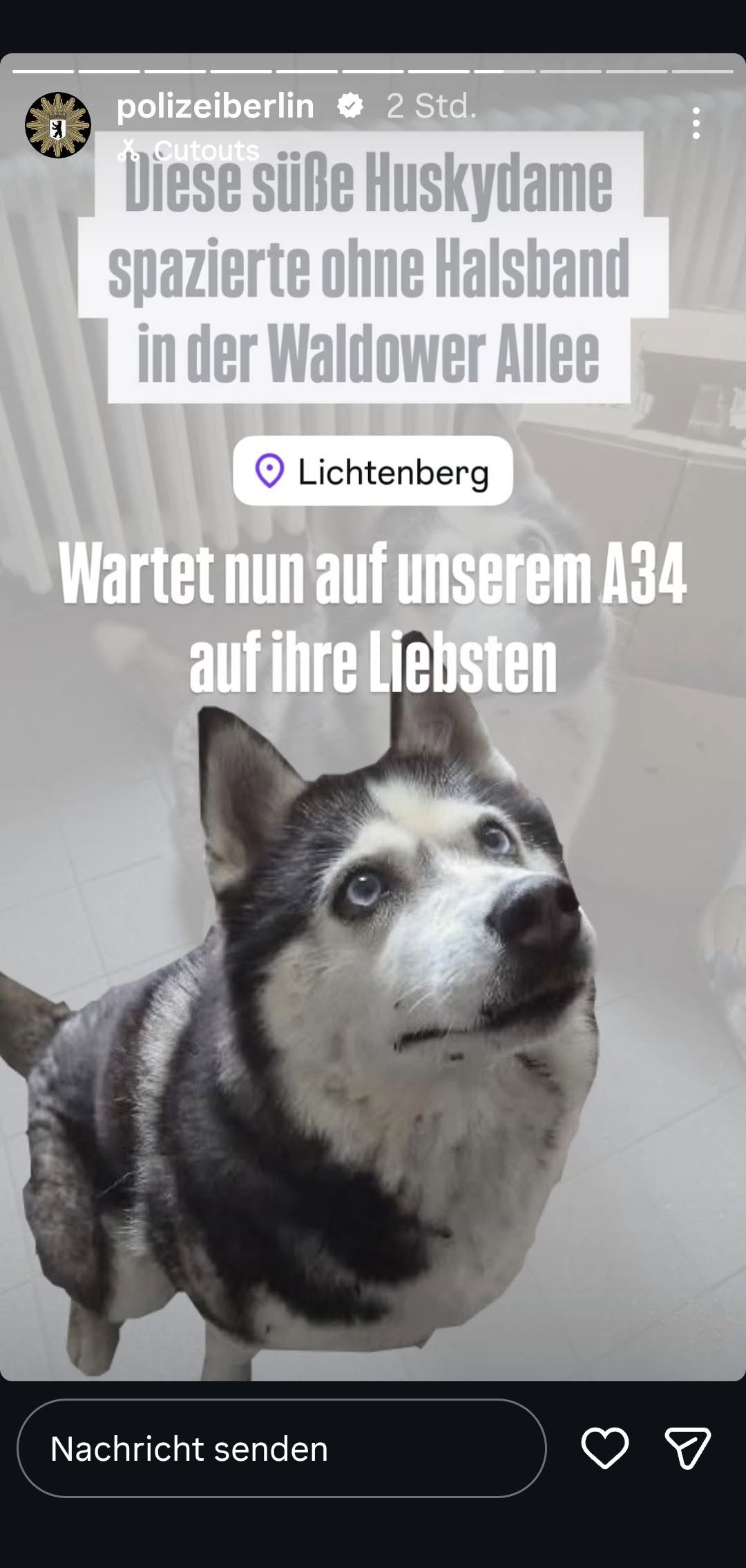 Found dog