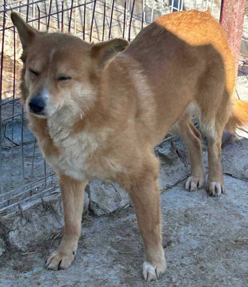 Lost Dog in Landkreis Nordhausen