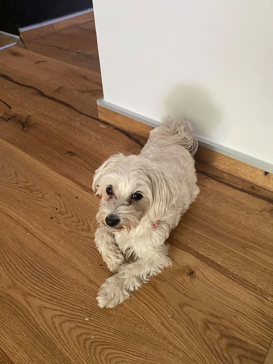 Lost Dog in Germany