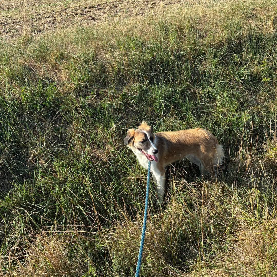 Lost Dog in Germany