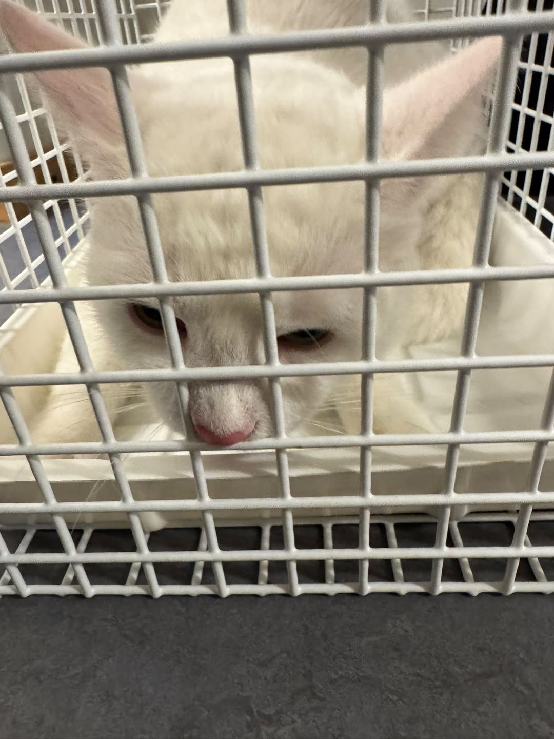 Found cat