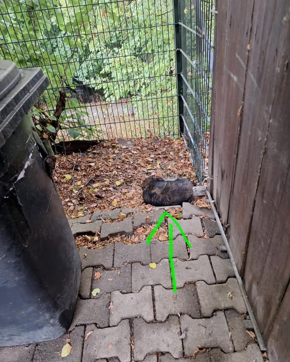 Found Dog in Germany
