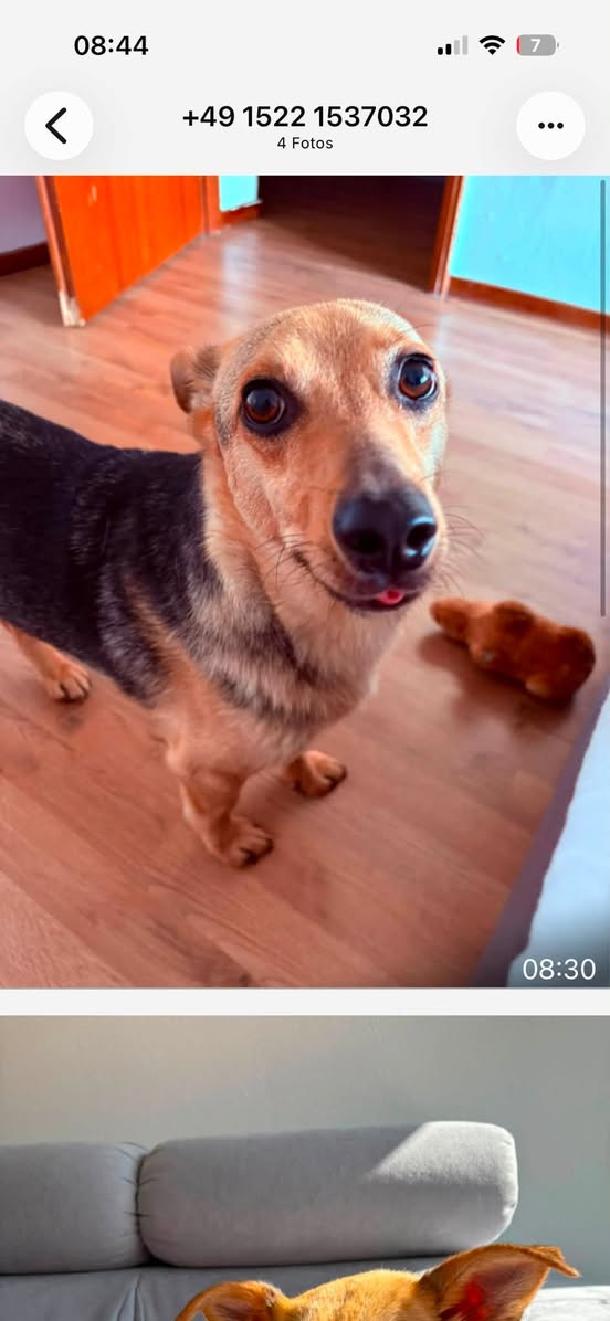 Lost Dog in Hamm