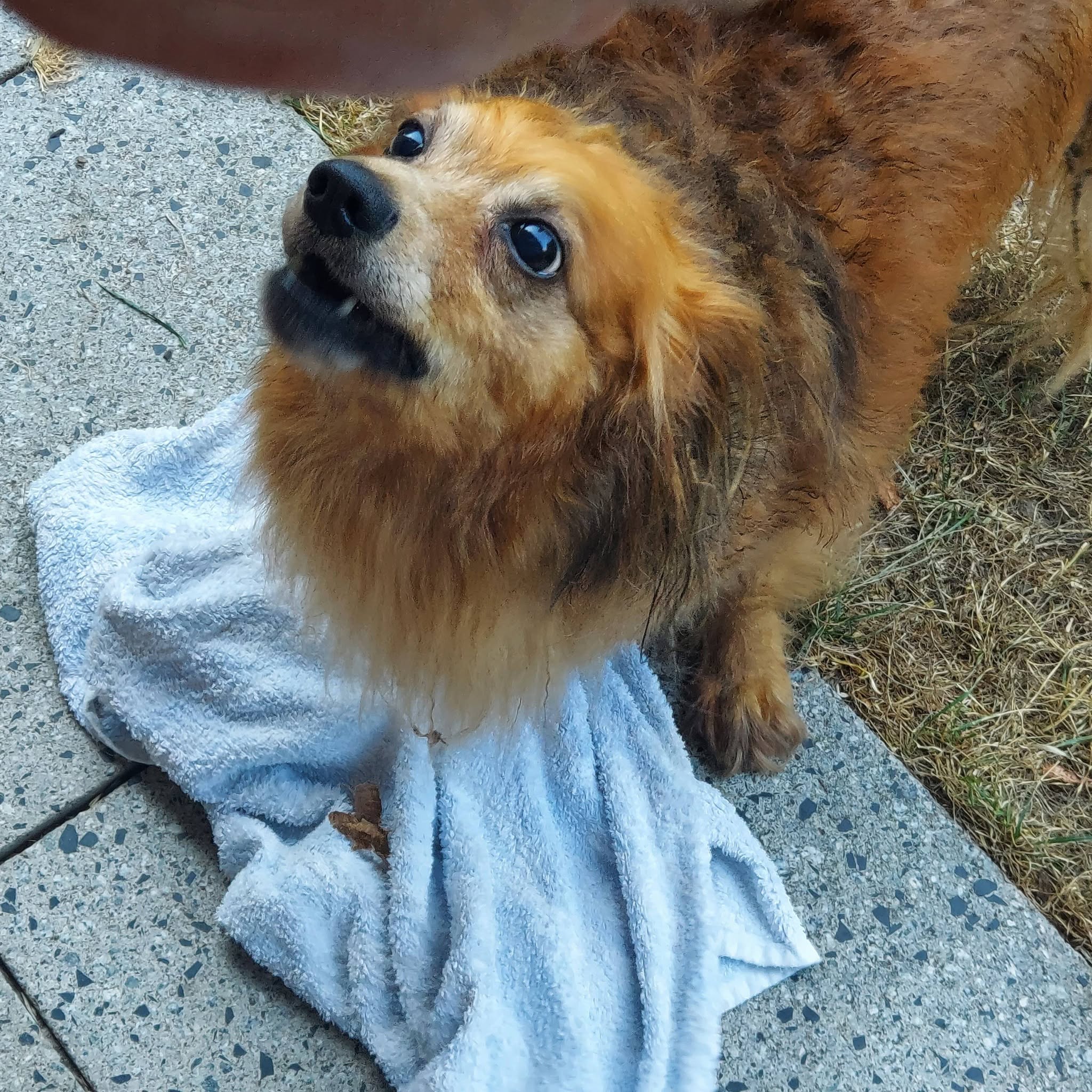 Found Dog in DüSseldorf