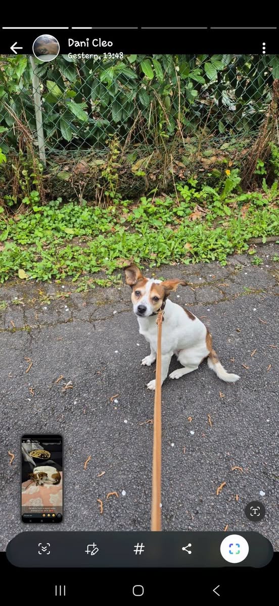 Lost Dog in VereinsstraßE